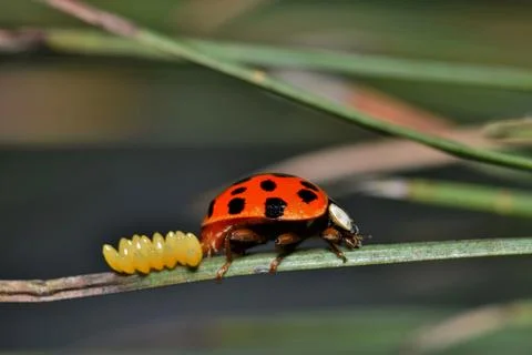 Ladybug with eggs Stock Photos