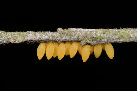 Ladybug Eggs Stock Photos