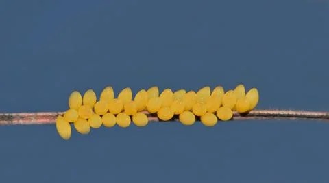 Ladybug eggs on a twig with a blue sky background. Stock Photos