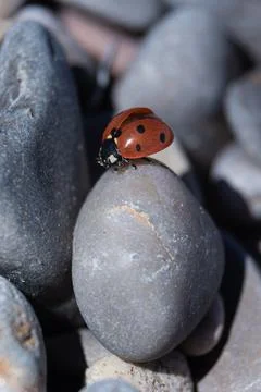 Ladybug Elevation: Insect Unfurling Wings on Round Stones, Macro Focus Stock Photos