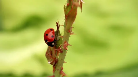 Ladybug-enemy of the aphid Stock Footage 23196531