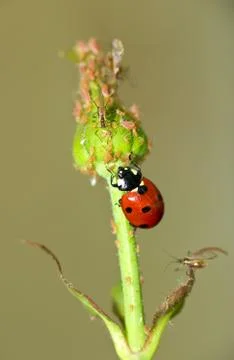 Ladybug-enemy of the aphid Stock Photos