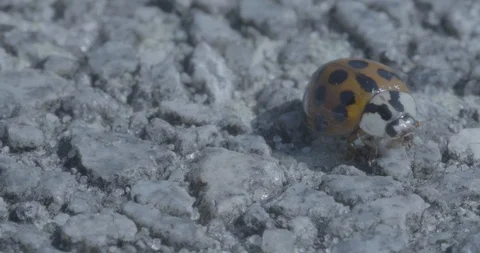 Ladybug escape Stock Footage 88417712