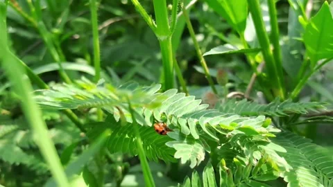 Ladybug Exploring Sensitive Mimosa Leaf Stock Footage 292201675