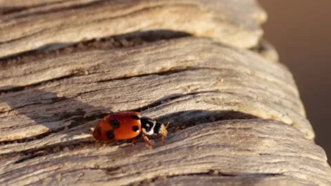 Ladybug Exploring Textured Wooden Surface Stock Footage 307466594