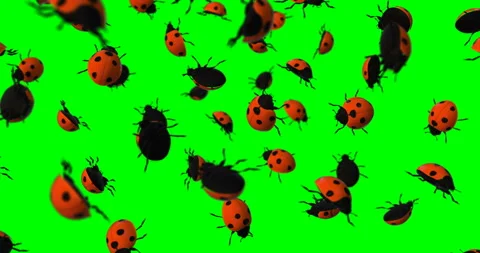 Ladybug falling slow motion Stock Footage 236240582