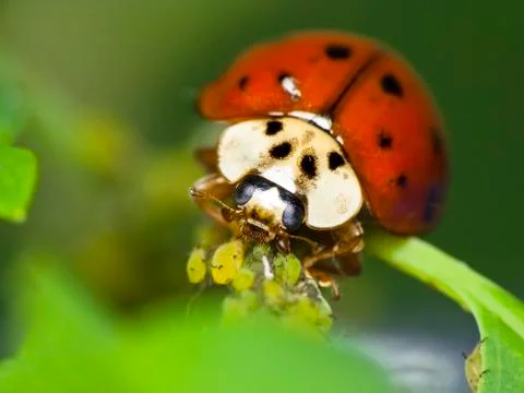 Ladybug feeds on aphids Stock Photos