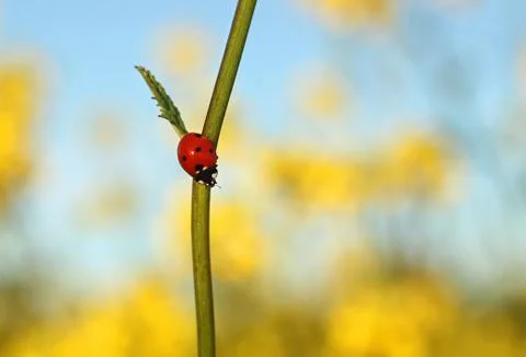Ladybug in the Field Stock Photos
