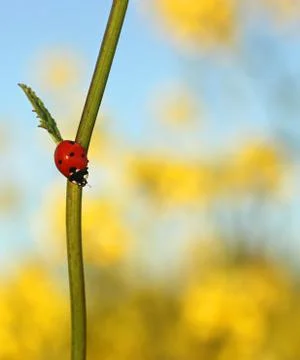 Ladybug in the Field Photos