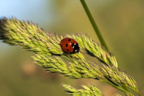 Ladybug on the field Stock Photos