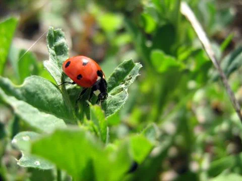 Ladybug in the field Stock Photos
