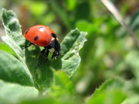 Ladybug in the field Stock Photos