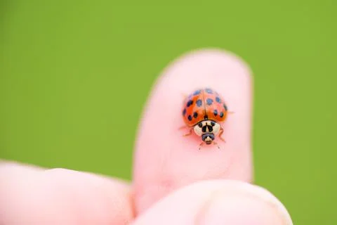 Ladybug on the finger, close-up Stock Photos