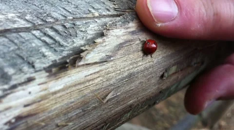 Ladybug on finger Stock Footage 8659178