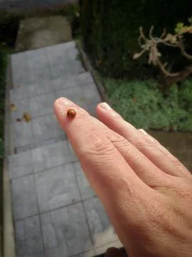 Ladybug on a Finger 库存照片