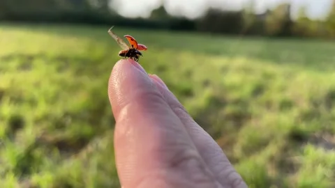 The ladybug flies away from the hand. Stock Footage 160856095