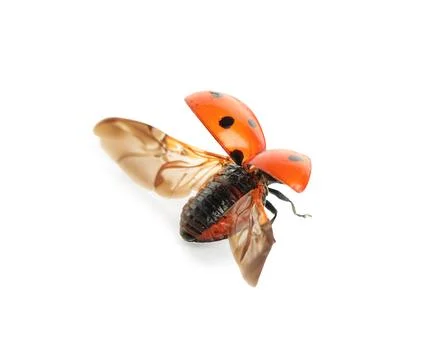 Ladybug in flight with wings spread, natural pest control and garden ecosyste Photos