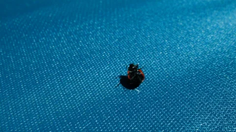 Ladybug flips to his feet. On a blue background Stock Footage 38367240