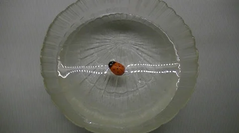  	Ladybug floats on water Stock Footage 56938118