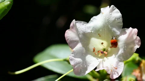 Ladybug flower 01 Stock Footage 705831