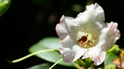 Ladybug flower 02 Stock Footage 705837