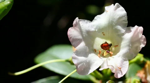 Ladybug flower 03 Stock Footage 705844