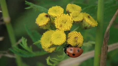 Ladybug On Flower 2 Stock Footage 7902249