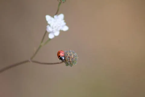 Ladybug on a flower closeup view with blurred background Stock Photos