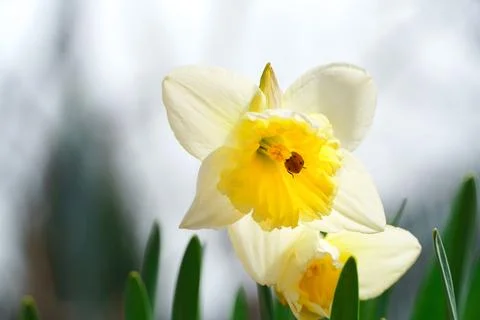 Ladybug on a flower of daffodils. First spring flowers. Stock Photos