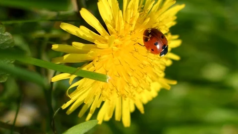 Ladybug on flower of dandelion in grass. Vertical video Stock Footage 124025991