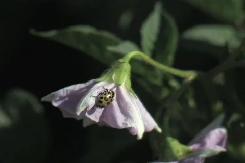 Ladybug on Flower Vídeos de archivo 137464