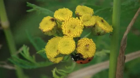 Ladybug On Flower 스톡 동영상 7902250