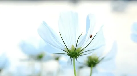 Ladybug on a Flower Video stock 9467999