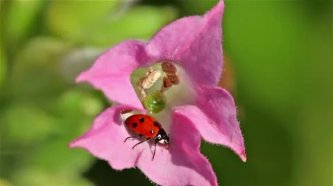 Ladybug on flower Stock Footage 24672058