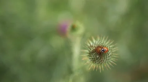 Ladybug On Flower Stock Footage 51706145
