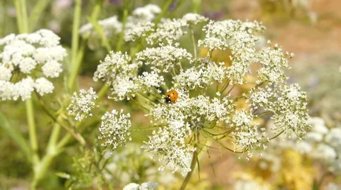 Ladybug on the flower Stock Footage 62351271