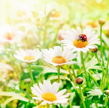 Ladybug flower hopper Stock Photos