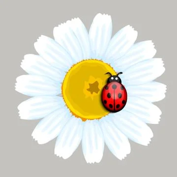 Ladybug on flower Stock Illustration