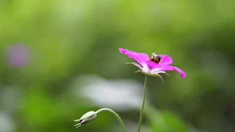 Ladybug on the flower. Ladybug on a pink flower Stock Footage 249408837