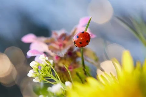 Ladybug in the flower leaf. Stock Photos