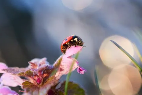 Ladybug in the flower leaf. Stock Photos