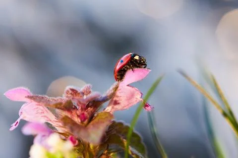 Ladybug in the flower leaf. Stock Photos