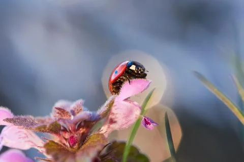 Ladybug in the flower leaf. 写真素材