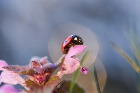 Ladybug in the flower leaf. Stock Photos
