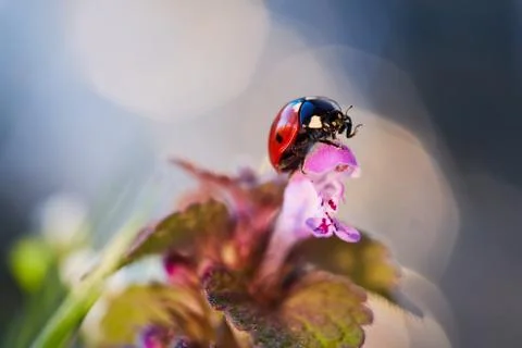 Ladybug in the flower leaf. Stock Photos