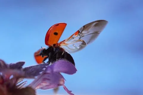 Ladybug in a flower leaf. Preparing for takeoff Stock Photos