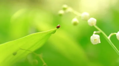 Ladybug on the flower leaves Stock-Footage 57352076