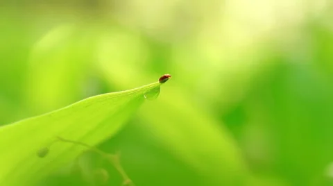 Ladybug on the flower leaves Vidéo 57352195