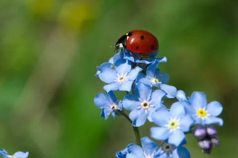 Ladybug on flower Stock Photos