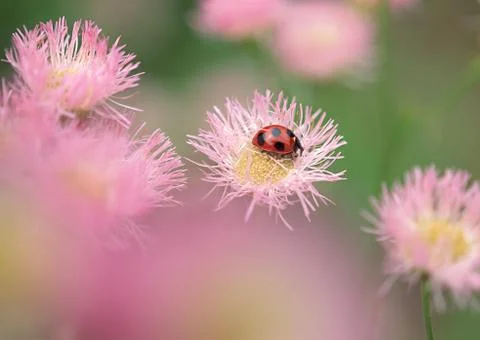 Ladybug on Flower Stock Photos